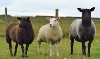 Drie verschillende schapen(wol)