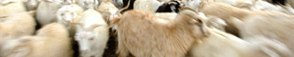 Groep van Kasjmier geiten
